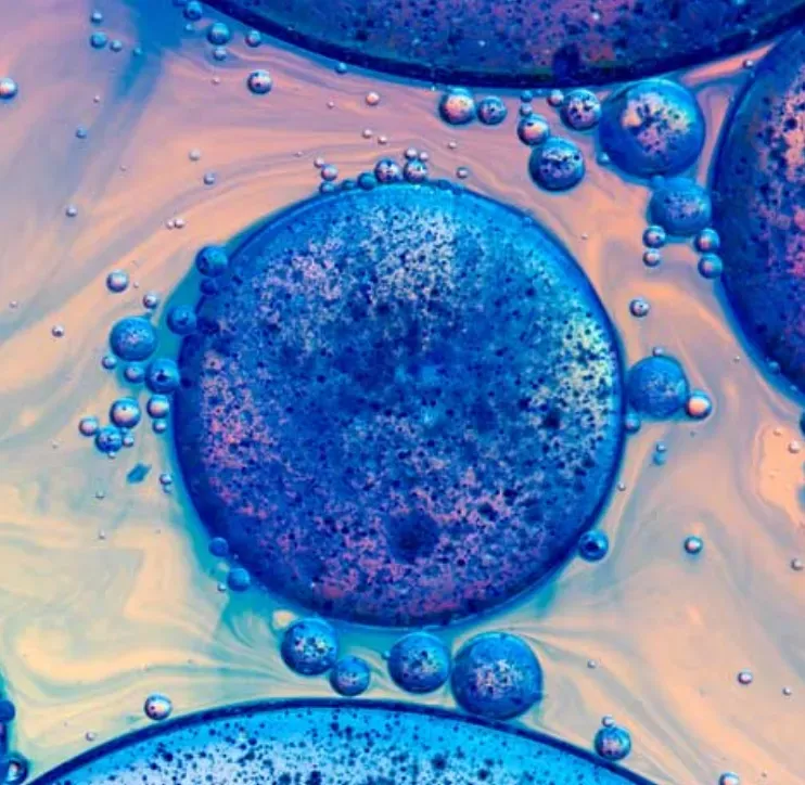 A cell under a microscope